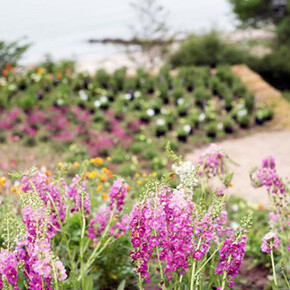 The Garden. The Future. Courtesy of ARoS 