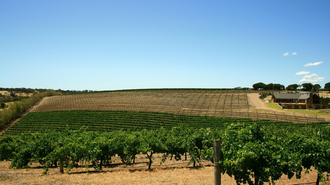 Vineyard in Barossa Valley, South Australia