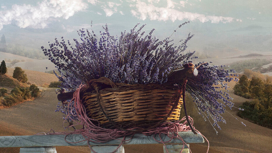 Lavender in Tuscany