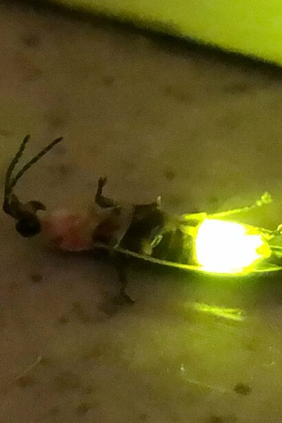 Luciérnaga (Photinus pyralis) moribunda