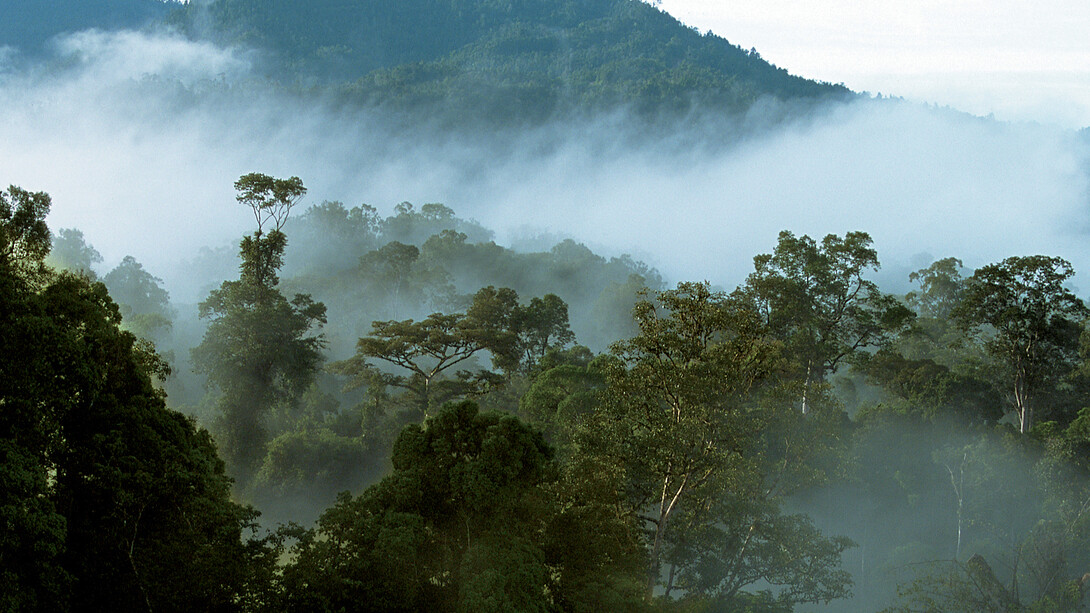 Foresta del Borneo