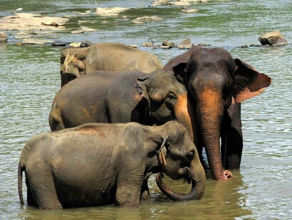 Pinnawala Elephant Sanctuary