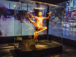 Body Worlds: Pulse. Courtesy of California Science Center