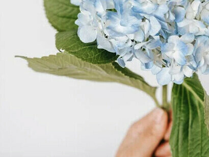 Mujer mostrando una hortensia con la mano izquierda