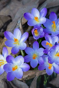 Crocus flowers bloom after winter, a visual reminder of how kindness, self-compassion, and patience support mental health and emotional renewal.