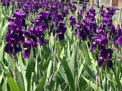 Violet irises in full bloom in Saint-Rémy-de-Provence, Spring, 2023. Courtesy of J. Paul Getty Museum