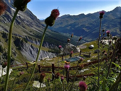 Giardino botanico alpino Saussurea