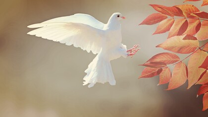 Ave en jaula o pájaro en vuelo