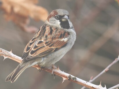 House Sparrow populations have crashed in London © Gehan de Silva Wijeyeratne