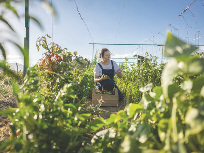 A gardener harvesting organic vegetables, demonstrating sustainable farming methods and the benefits of organic agriculture