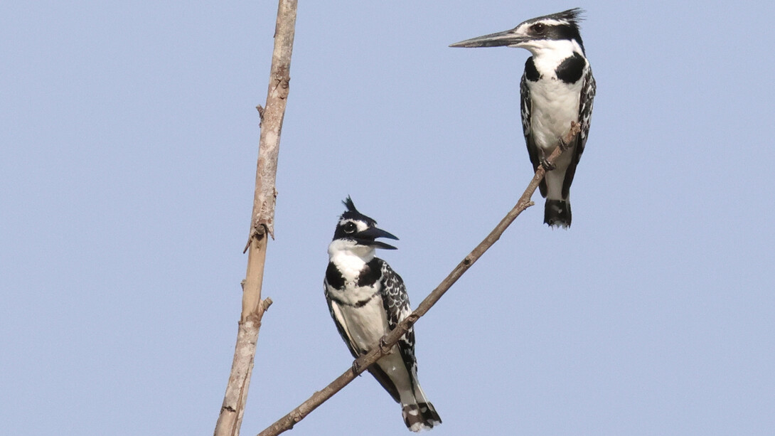 Pied Kingfishers in The Gambia