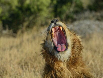 Lion roars in the wild