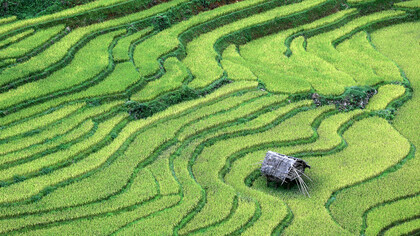 Terrazas de arroz en el distrito de Mu Cang Chai, provincia de Yen Bai, Vietnam. En las montañas de entre 1,000 y 2,000 metros sobre el nivel del mar, los agricultores de la etnia Hmong han cultivado arroz en terrazas durante cientos de años