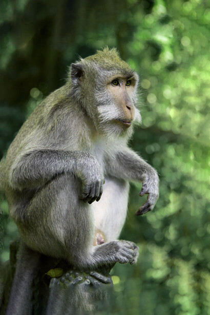 Females tend to have sexual relations with the dominant male