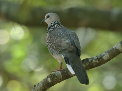 Spotted Dove (c) Gehan de Silva Wijeyeratne
