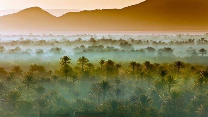 Morocco palm trees in the fog, desert groves at Zagora