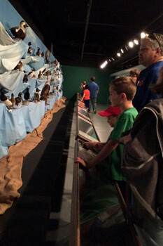 Birds of New Brunswick. Courtesy of New Brunswick Museum