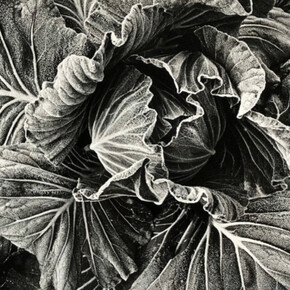 Daido Moriyama. Courtesy of The Lapis Press