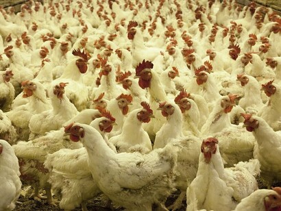 Hens