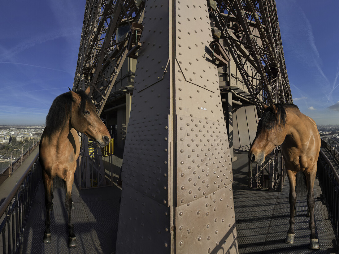 Paola Pivi, “Yee-Haw (Paris)”, detail, 2015, Photographie digitale, montée sur dibond et diasec. Photographie par Hugo Glendinning, 180 x 553 cm (en 2 panneaux) / 70 3/4 x 217, 23/32 in (in 2 pannels), Courtesy Galerie Perrotin