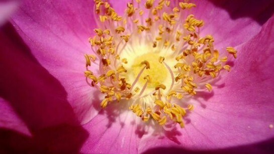 Rosa gallica officinalis