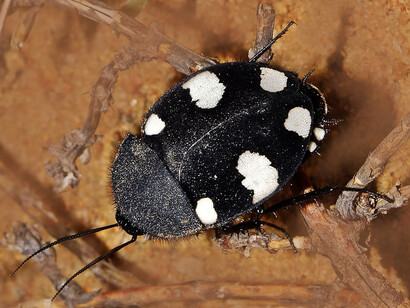 Cucaracha dominó («Therea petiveriana»)