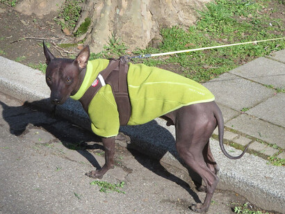 Cerámicas de culturas como la Chimú, Mochica, Vicus y Chancay muestran que el perro calato acompañó a las sociedades andinas durante más de un milenio