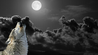 Il richiamo della foresta