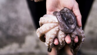 Il crudo di mare barese è un piatto tradizionale della cucina pugliese, composto da frutti di mare freschissimi serviti senza alcuna cottura   