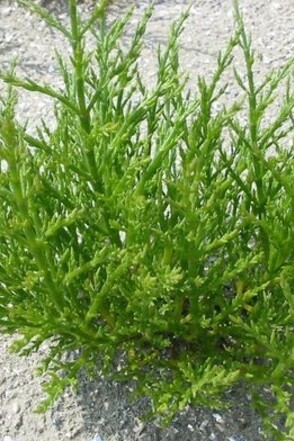 Questa pianta contribuisce alla protezione degli ecosistemi costieri, aiutando a prevenire l'erosione del suolo e favorendo la fitodepurazione, assorbendo metalli pesanti e inquinanti dai terreni salmastri