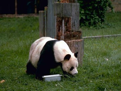Oso Panda, reconocido por su notoria falta de capacidad de independencia comparado con el resto de los animales