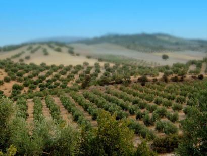 Olivares de Huelva