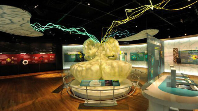 Brain: The Inside Story. Courtesy of Canadian Museum of Nature