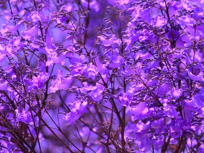 Jacarandana