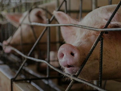 If we continue to maintain intensive farming, we will only be able to witness helplessly the rapid increase in the "epidemiological transition"
