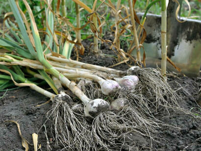 Ajos reción cosechados