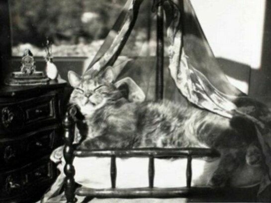 Claude Cahun, La Chambre du chat ["The Cat's Room"], 1940, vintage gelatin silver print, 6 1/2 x 8 1/2 inches, 16.5 x 21.6 cm