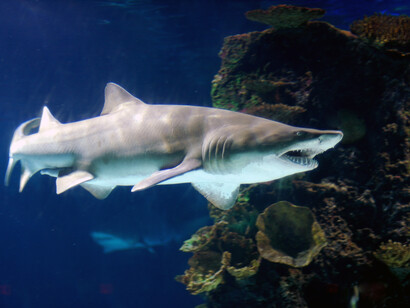 Este 'tiburón toro' («Carcharias taurus») no visitó jamás las costas de Venezuela: en realidad, en muchos países sudamericanos se llama 'tiburón toro' al «Carcharhinus leucas» (conocido en España como tiburón sarda) debido a la influencia anglosajona («Bull shark» lo llaman los ingleses)