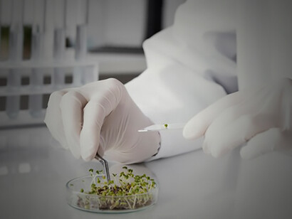 The role of genetically modified crops in gmo farming, with a scientist using a syringe to alter a tomato for better agricultural yields