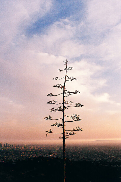 Todd Weaver, Century above Los Angeles, 2014. Courtesy of Fahey/Klein Gallery