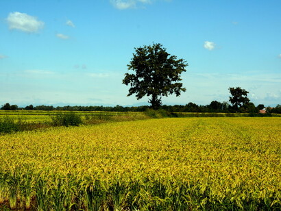 Risaia nel vercellese