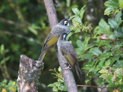 Belford's Melidectes (c) Phil Gregory