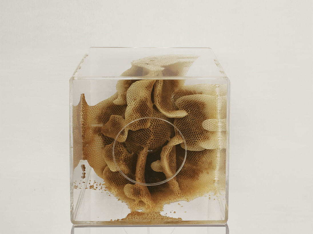 Ren Ri, Yuansu Series II ＃6-40, 2014-15，Acrylic box, natural beeswax, 40 x 40 x 40 cm