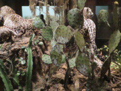 Hall of North American Wildlife. Courtesy of Carnegie Museum of Natural History
