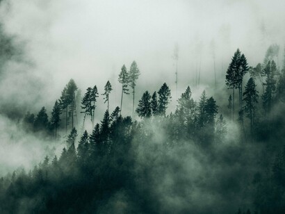 Mist drifting through towering pines at dawn, representing the quiet mystery and timeless wisdom of the valley