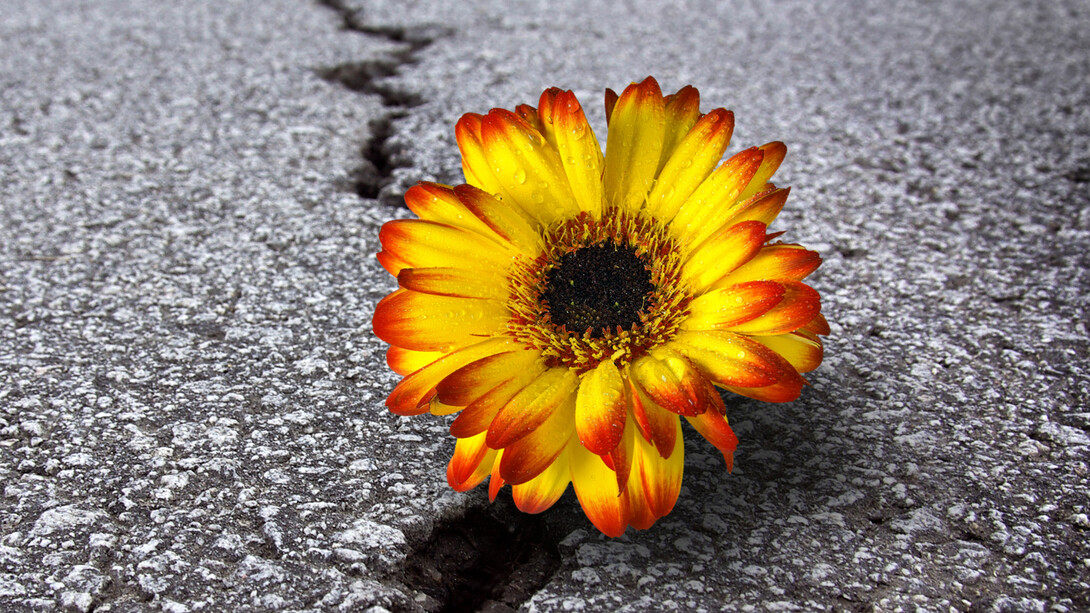 As flores podem sobreviver até mesmo em lugares inóspitos
