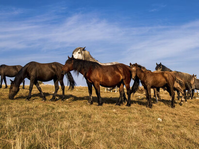 Nada más hermoso que galopar con un caballo por el bosque, me hace sentir conectado con la naturaleza, siendo uno con ella. Para mí la música es lo mismo
