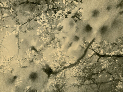Miho Kajioka, BK0477, 2019. Courtesy of Howard Greenberg Gallery