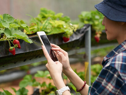 An agronomist using a digital tablet to analyze a strawberry, showcasing AI-driven nutrition technology that connects food production with personalized diets based on DNA and genomic insights