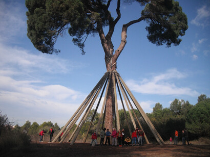 Fotografía: Oscar Farrerons. Hoy en día solo queda uno de los miles que fueron plantados, el llamado "Pino d’en Xandri", que acaba de cumplir 250 años. Sant Cugat del Vallès, Barcelona, España
